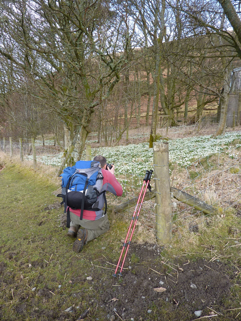 Snowdrops